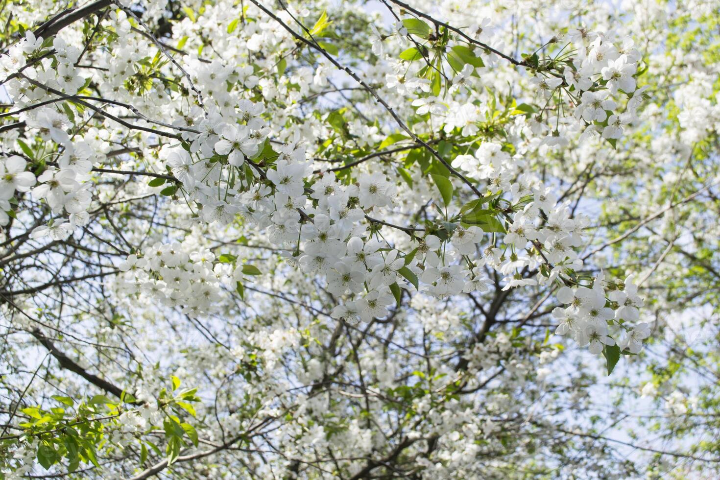 de blomma grenar av träd i vår. foto