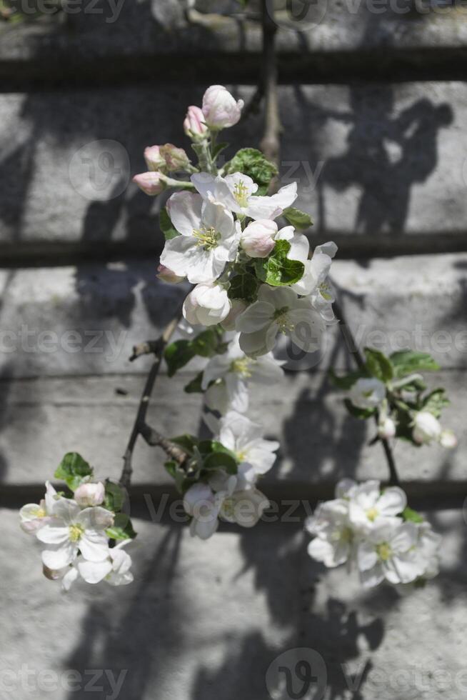 de blomma grenar av träd i vår. foto