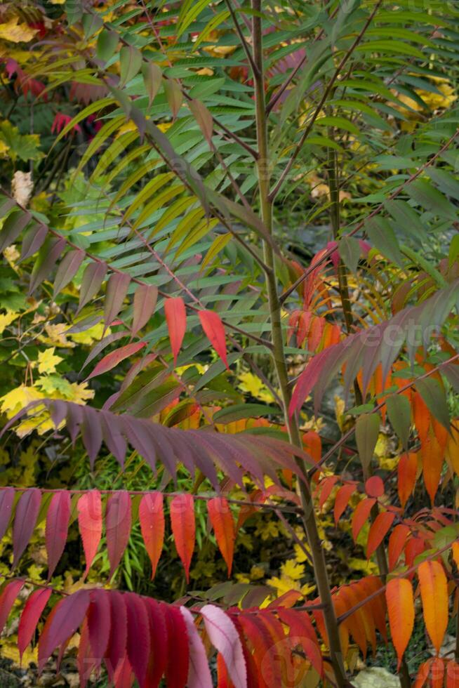 färgrik höst löv, stänga upp. falla bakgrund. naturlig höst textur. foto