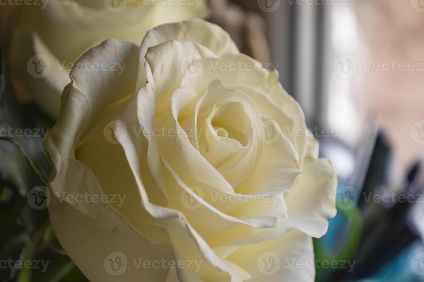 bukett med vita rosor. foto