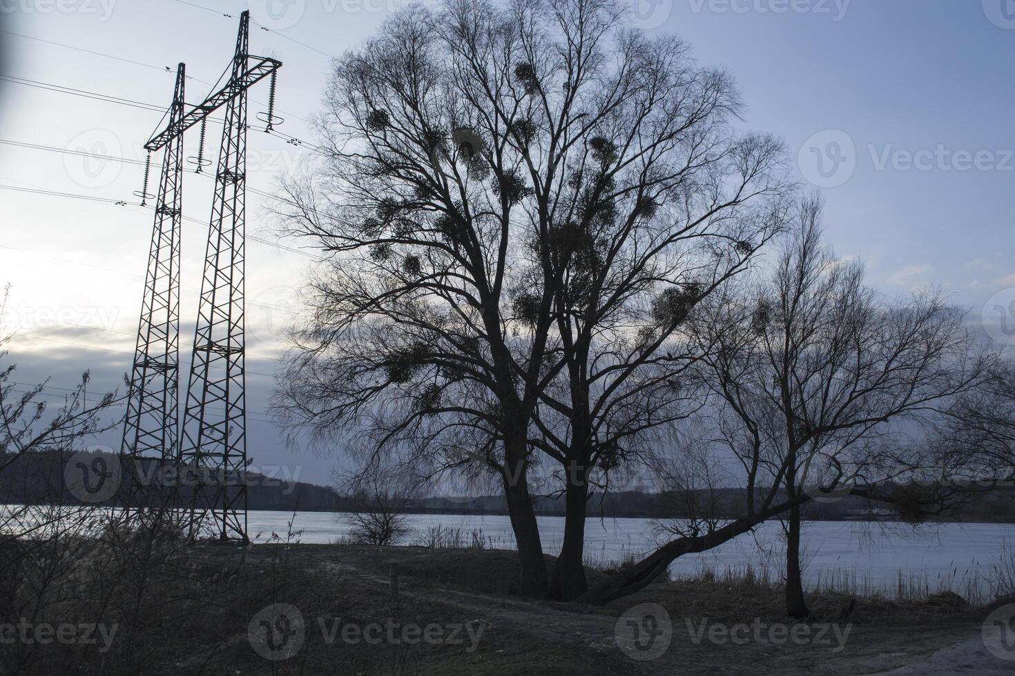vinter- landskap med träd och himmel. foto
