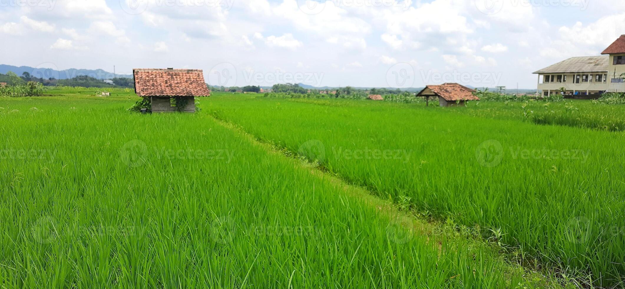 ris fält irländare är växande under de klar himmel bakgrund foto
