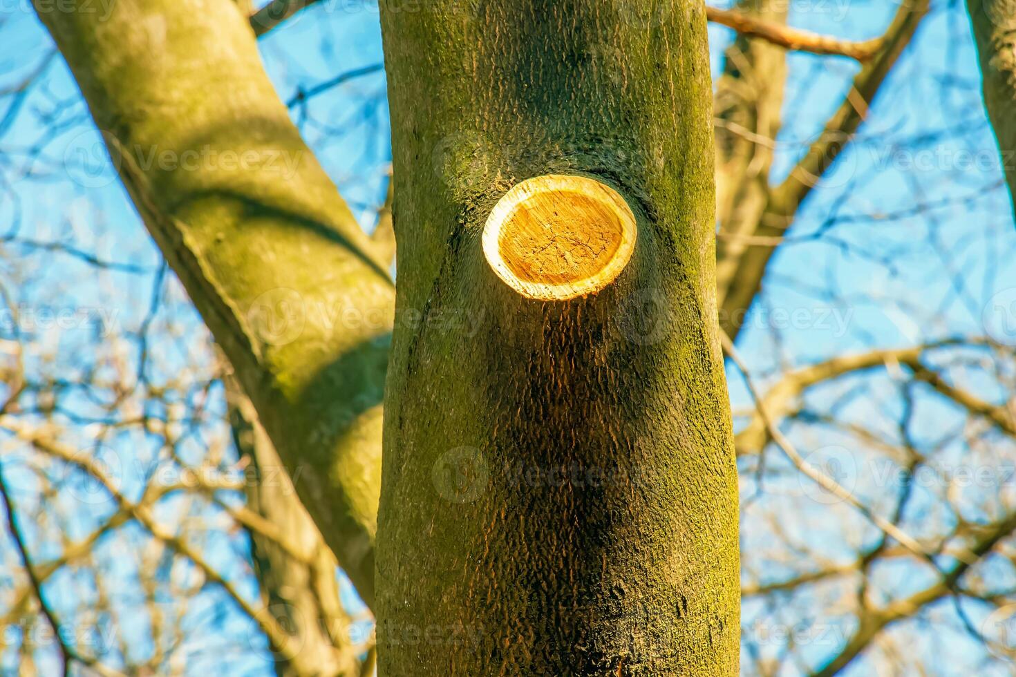 bakgrund av de bark av en cladrastis kentukea träd i solig väder. naturlig läder av natur. foto