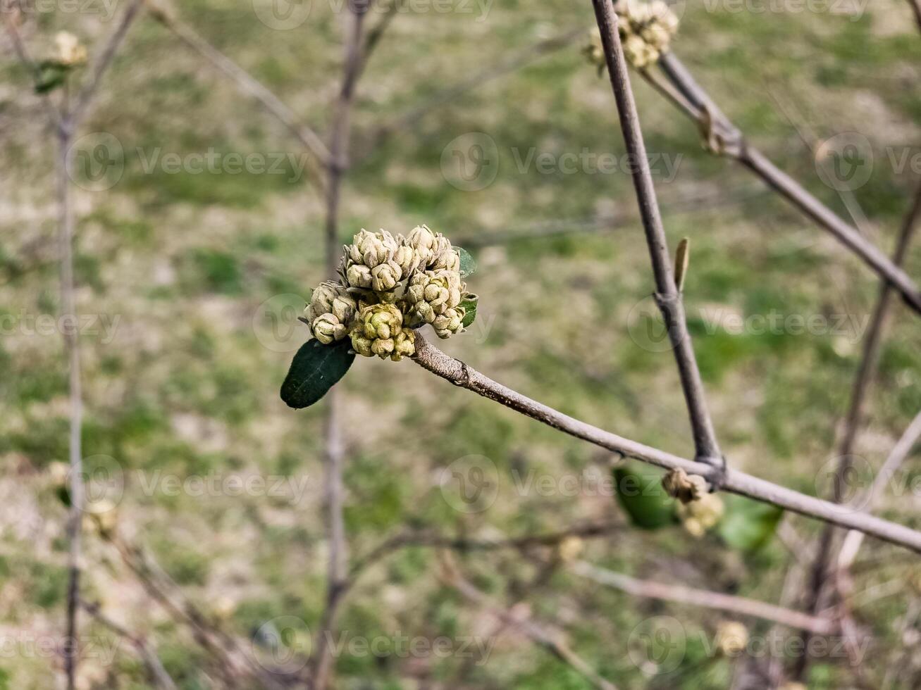 blomma knoppar av läderblad Viburnum, viburnum rhytidophyllum i tidigt vår. foto