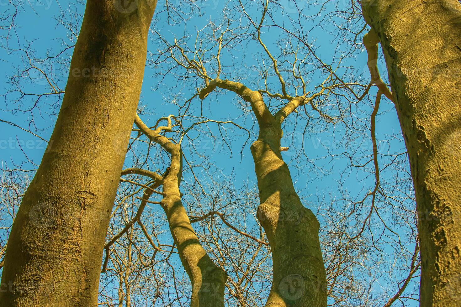 bakgrund av de bark av en cladrastis kentukea träd i solig väder. naturlig läder av natur. foto