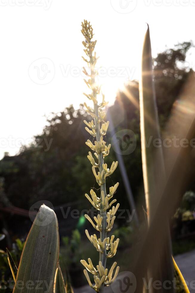 stänga upp av blomning trifasciata huggorms bågsträng hampa hemplanta foto