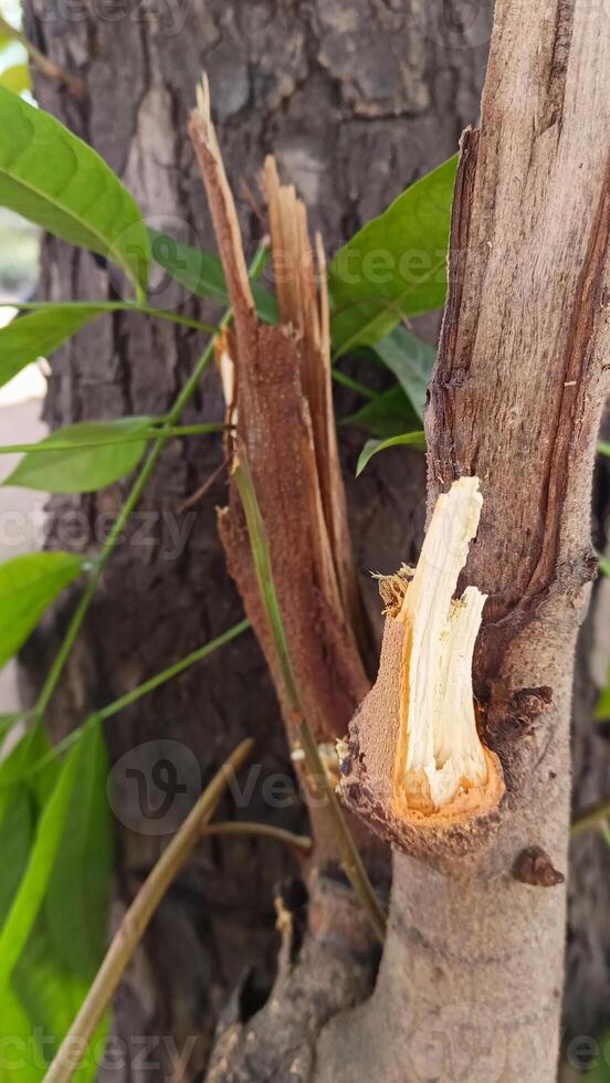 makro foton av träd bark den där utseende gammal är vanligtvis Begagnade som de bakgrund texturerad