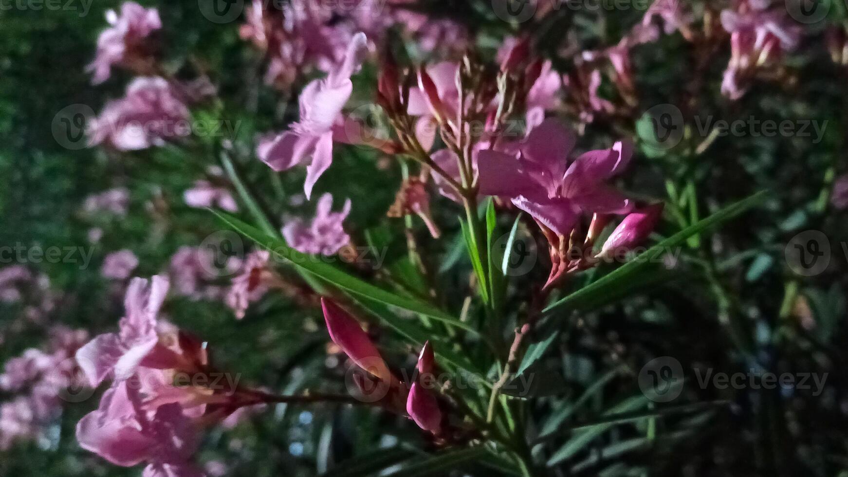 Foto av en frangipani träd blommande på natt