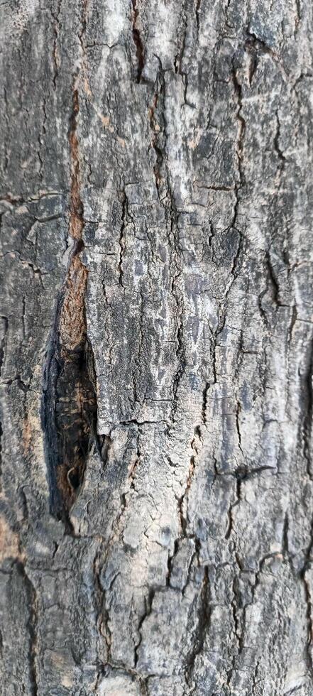 makro foton av träd bark den där utseende gammal är vanligtvis Begagnade som de bakgrund texturerad