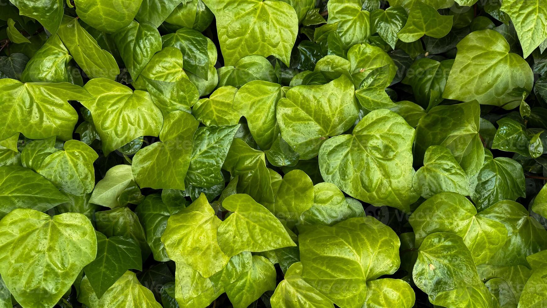 natur bakgrund. frodig grön murgröna löv med vatten droppar, tät lummig jord omslag, friskhet begrepp för trädgård design, affisch, tapet. foto