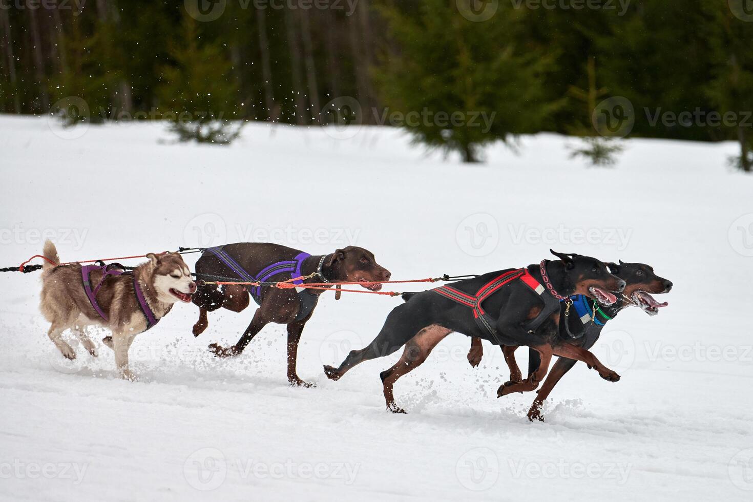 löpning doberman hund på kälke hund tävlings foto