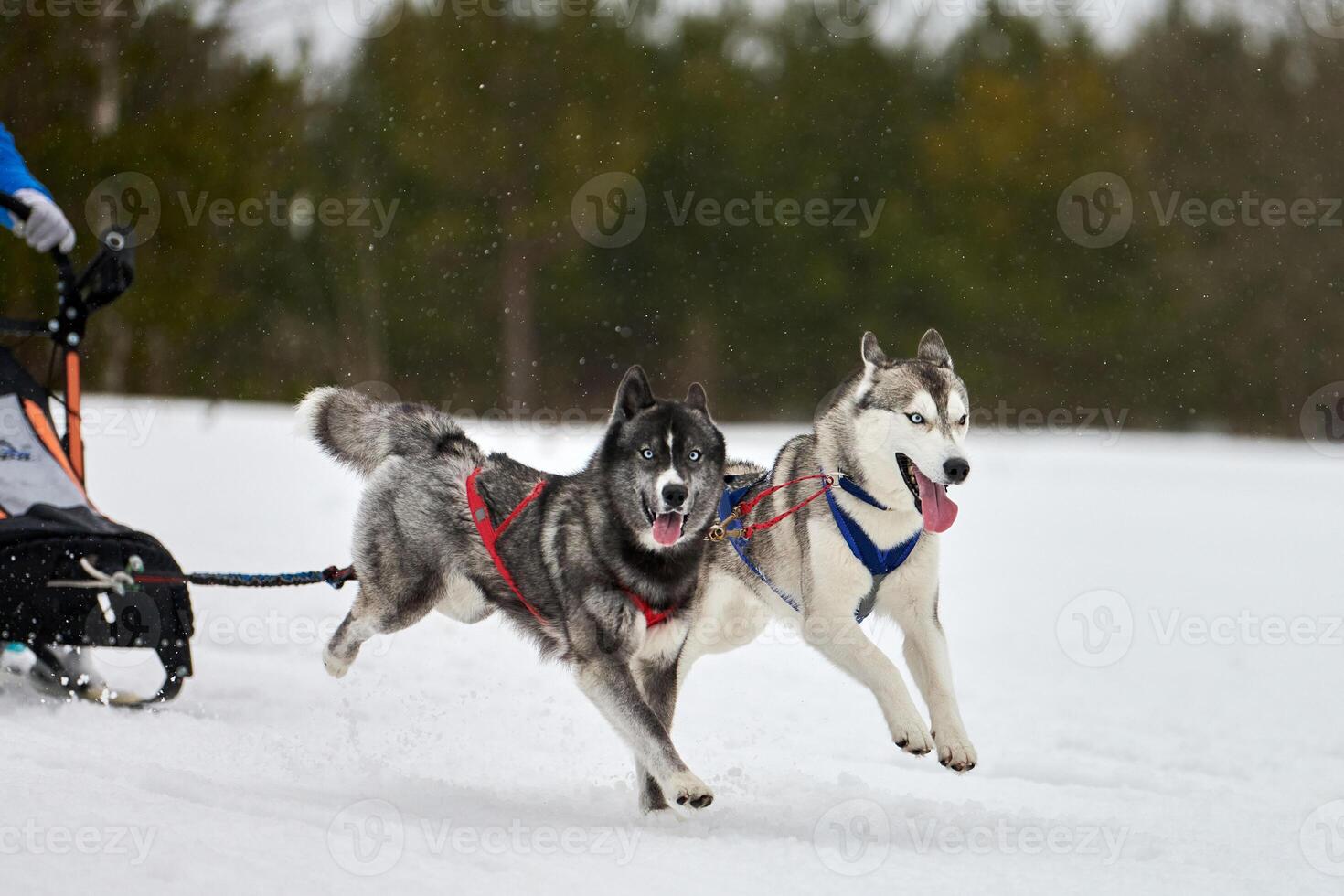 kör husky hund på slädhund racing foto