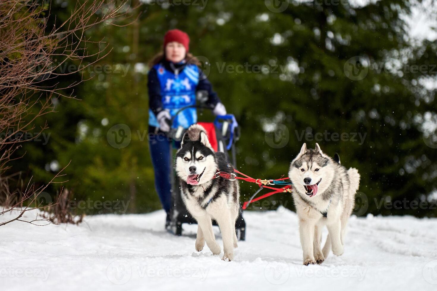 husky slädhundkapplöpning foto