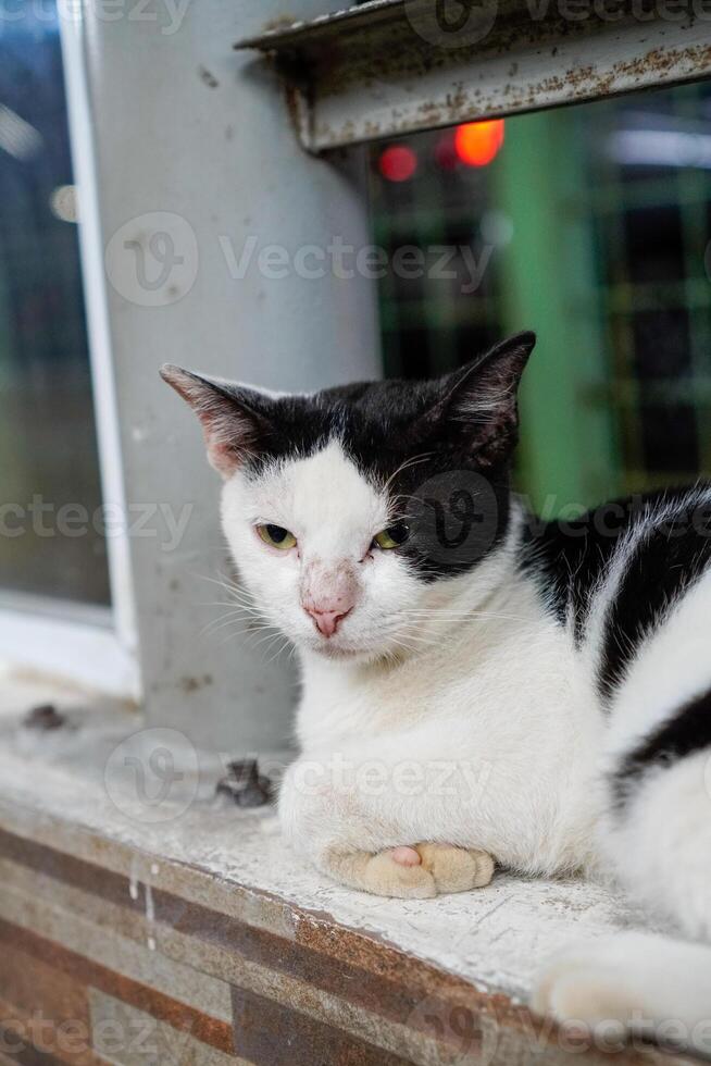 stänga upp av en avkopplande katt. foto