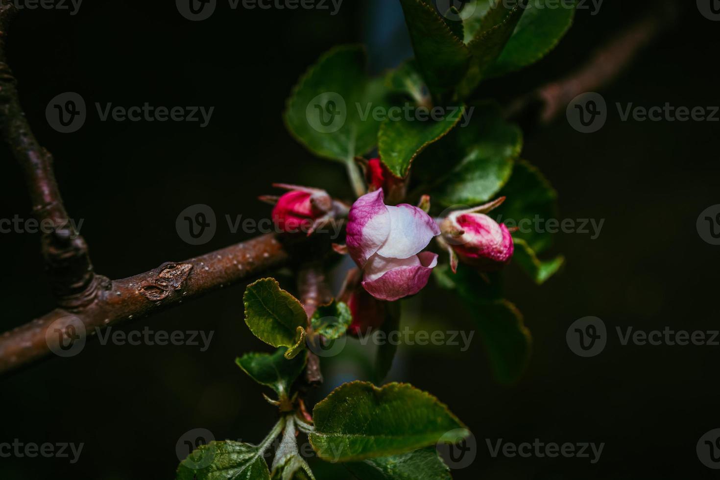 gröna äppelblad och röda knoppar. foto