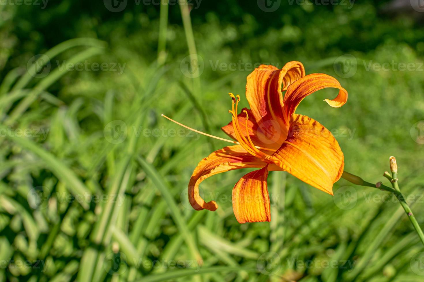 orange lilja upplyst av strålarna från den nedgående solen. foto