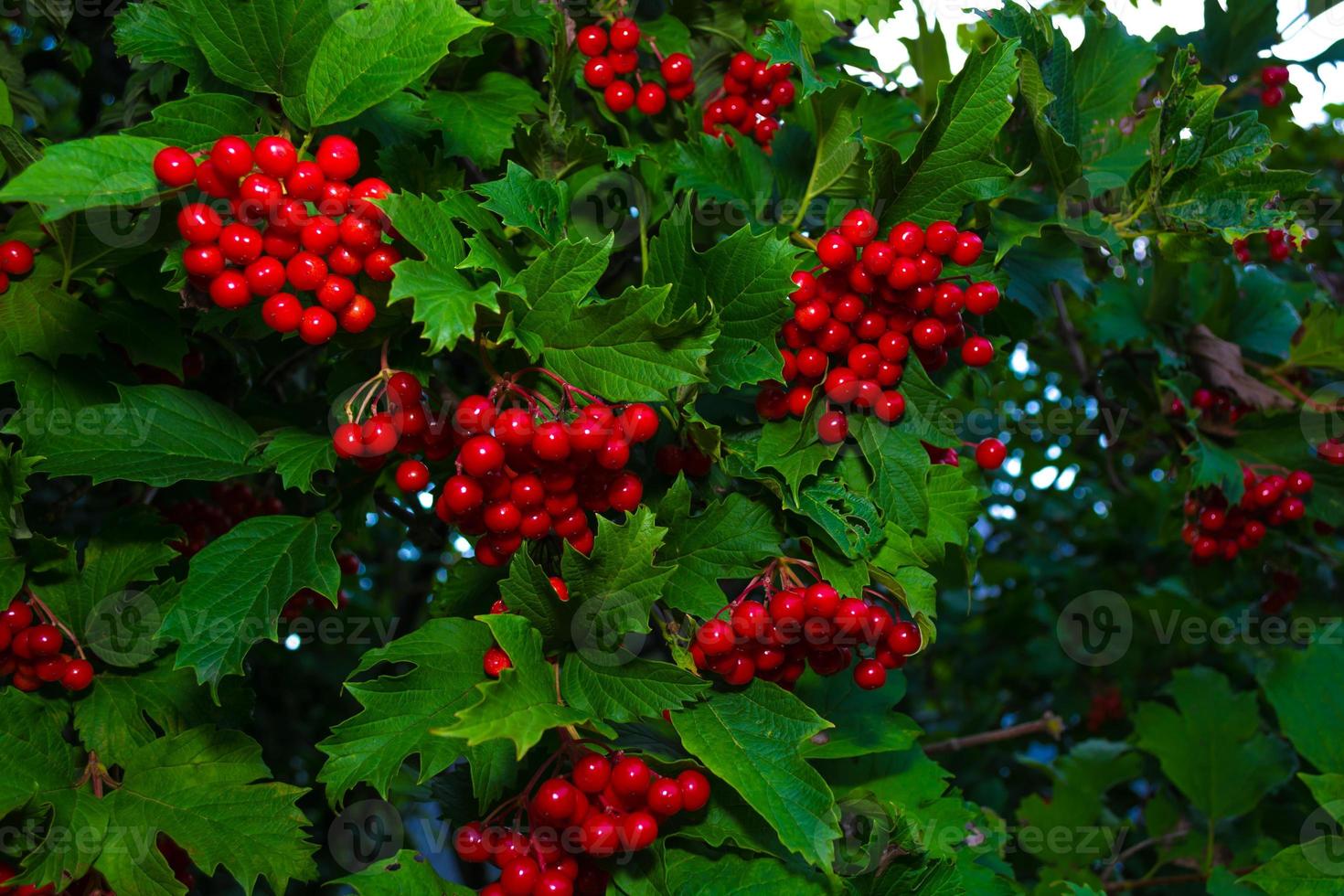 röd viburnum på en stor grön buske. foto