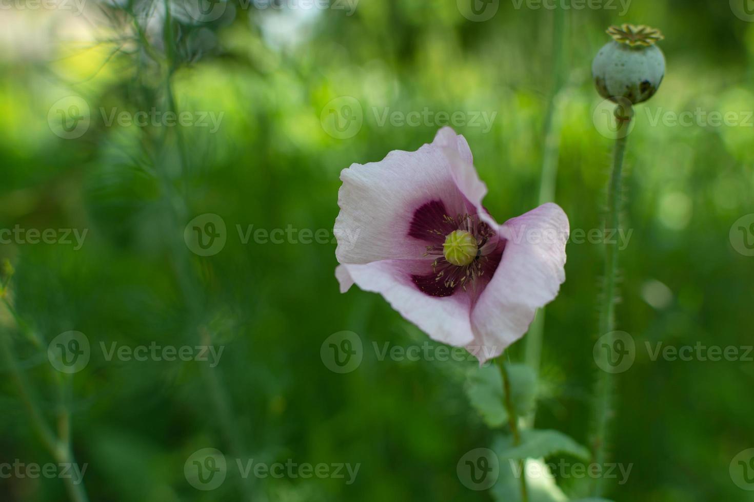 rosa vallmo som blommar i skuggan av ett träd. foto