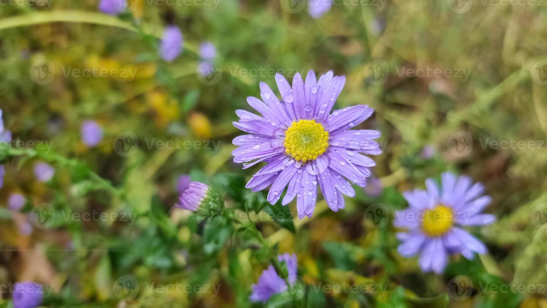 lila blomma med ett gult hjärta foto