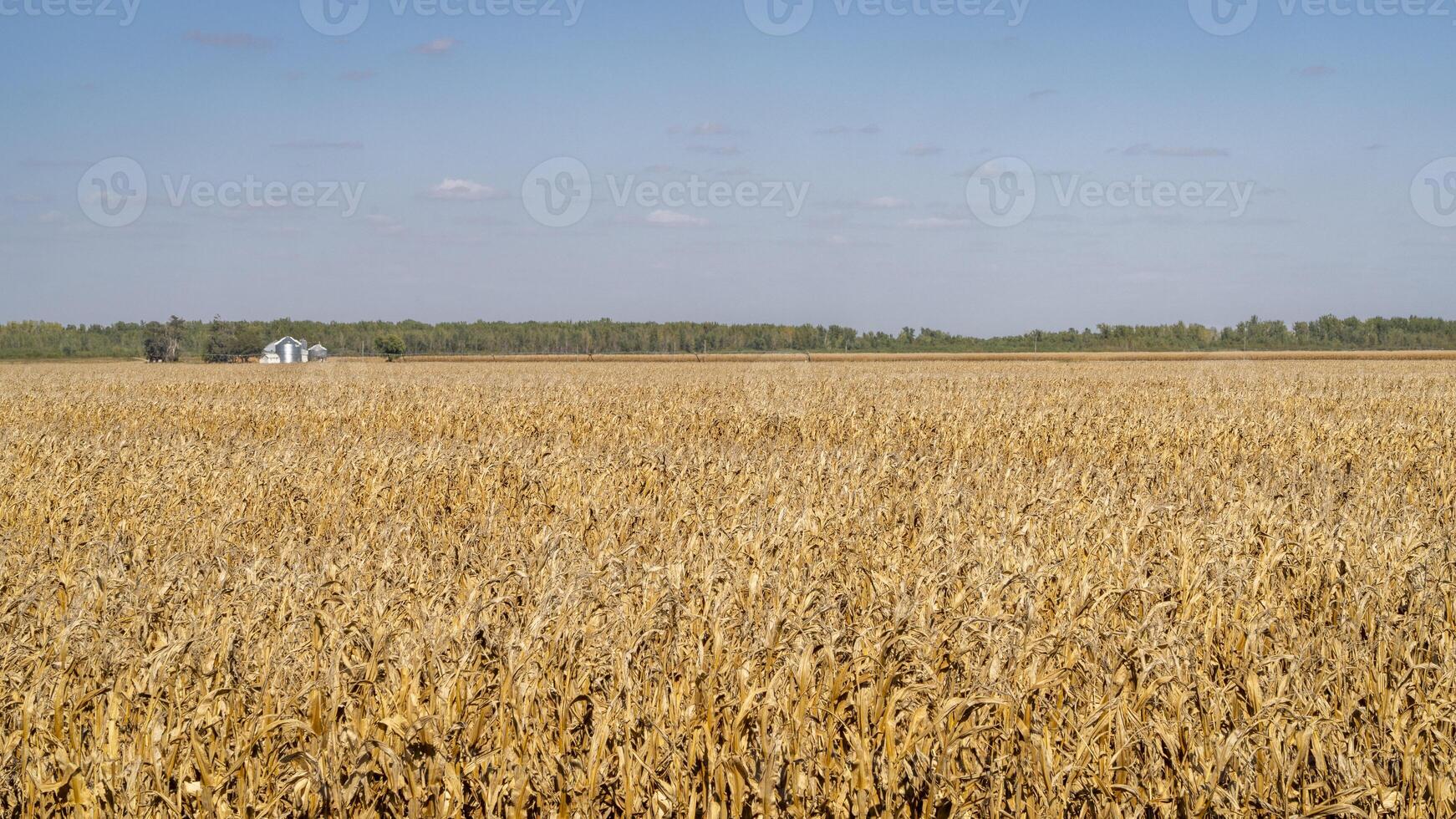 majs fält redo för skörda i de dal av missouri flod nära peru, Nebraska foto