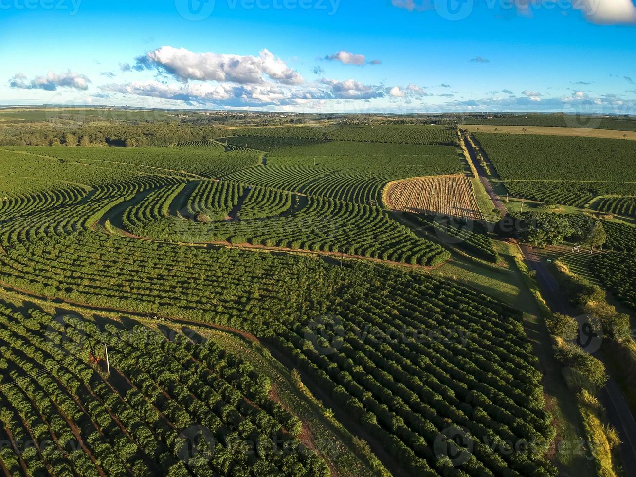 Flygfoto över grönt kaffefält i Brasilien foto