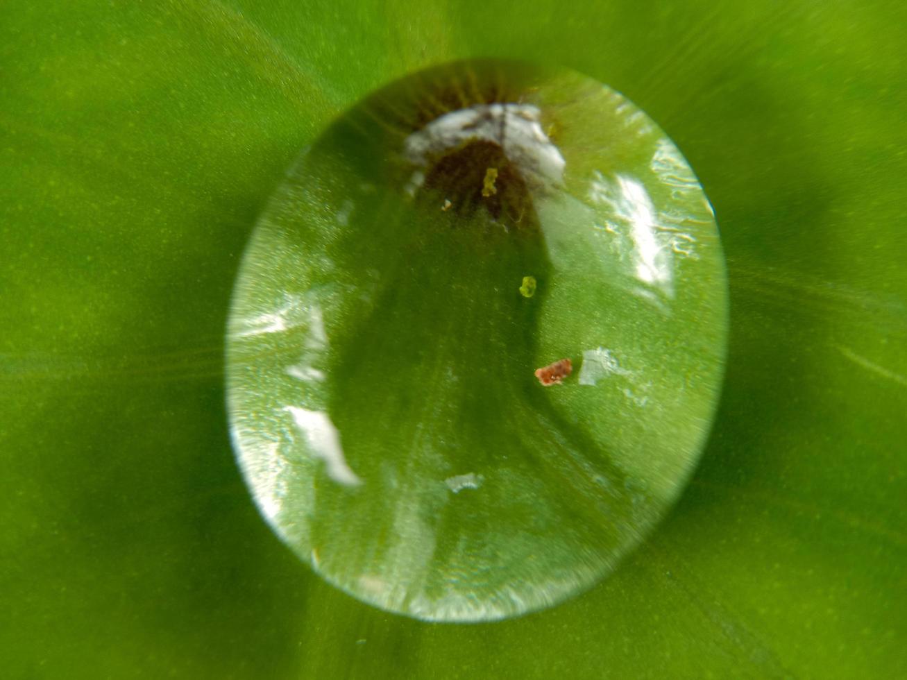 vackra stora droppar färsk morgondagg i saftigt grönt gräsmakro. droppar rent genomskinligt vatten vårsommar i naturen. en vacker konstnärlig bild av skönhet och renhet i miljön. foto