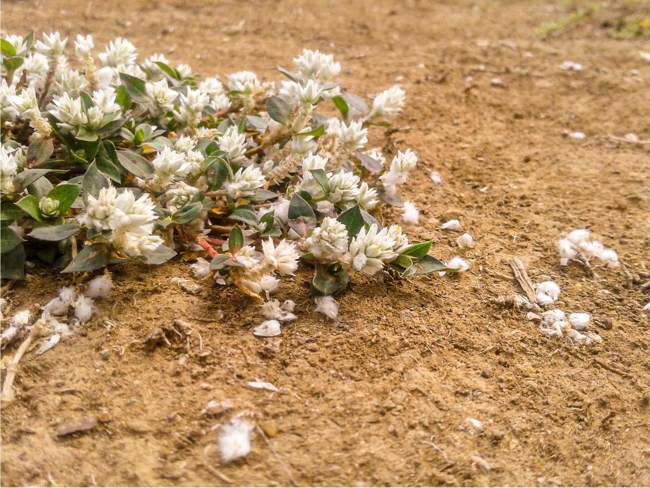 fält av blommande vita blommor på en naturbakgrund foto