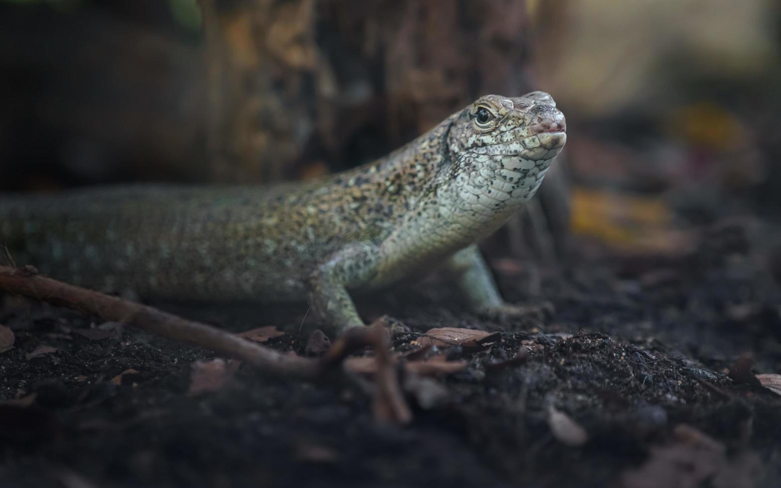 porträtt av egernia foto