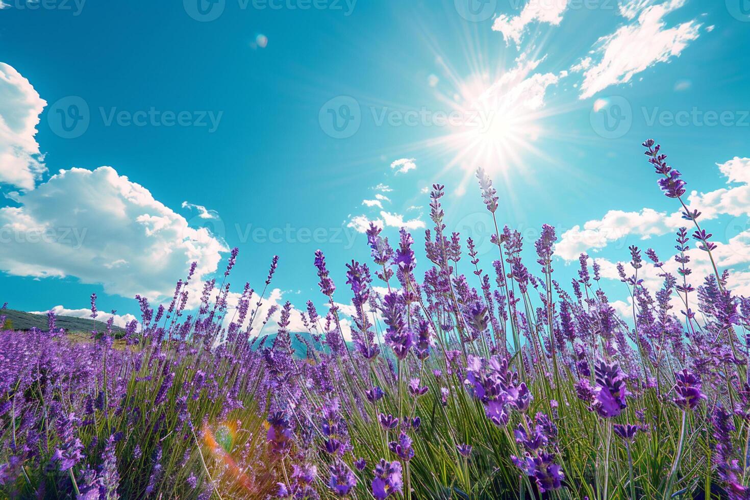 blomning lavendel- fält under blå himmel i solljus, natur lila blomma i sommar, baner design foto