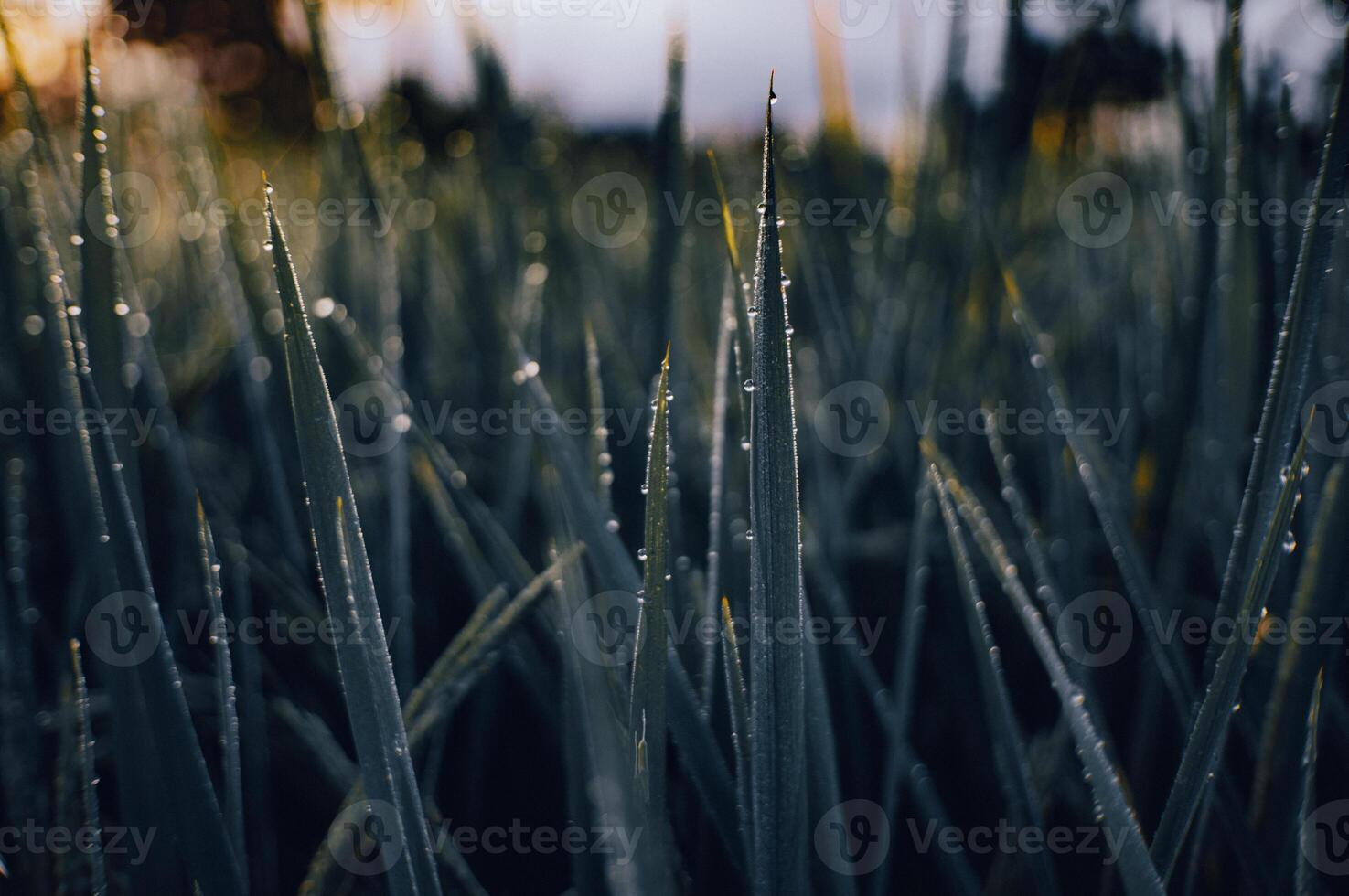 nytt vuxen ris löv med dagg i de morgon- foto