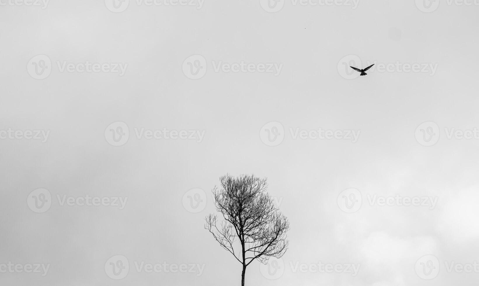 bar torr träd utan löv med vit moln i de dimma foto