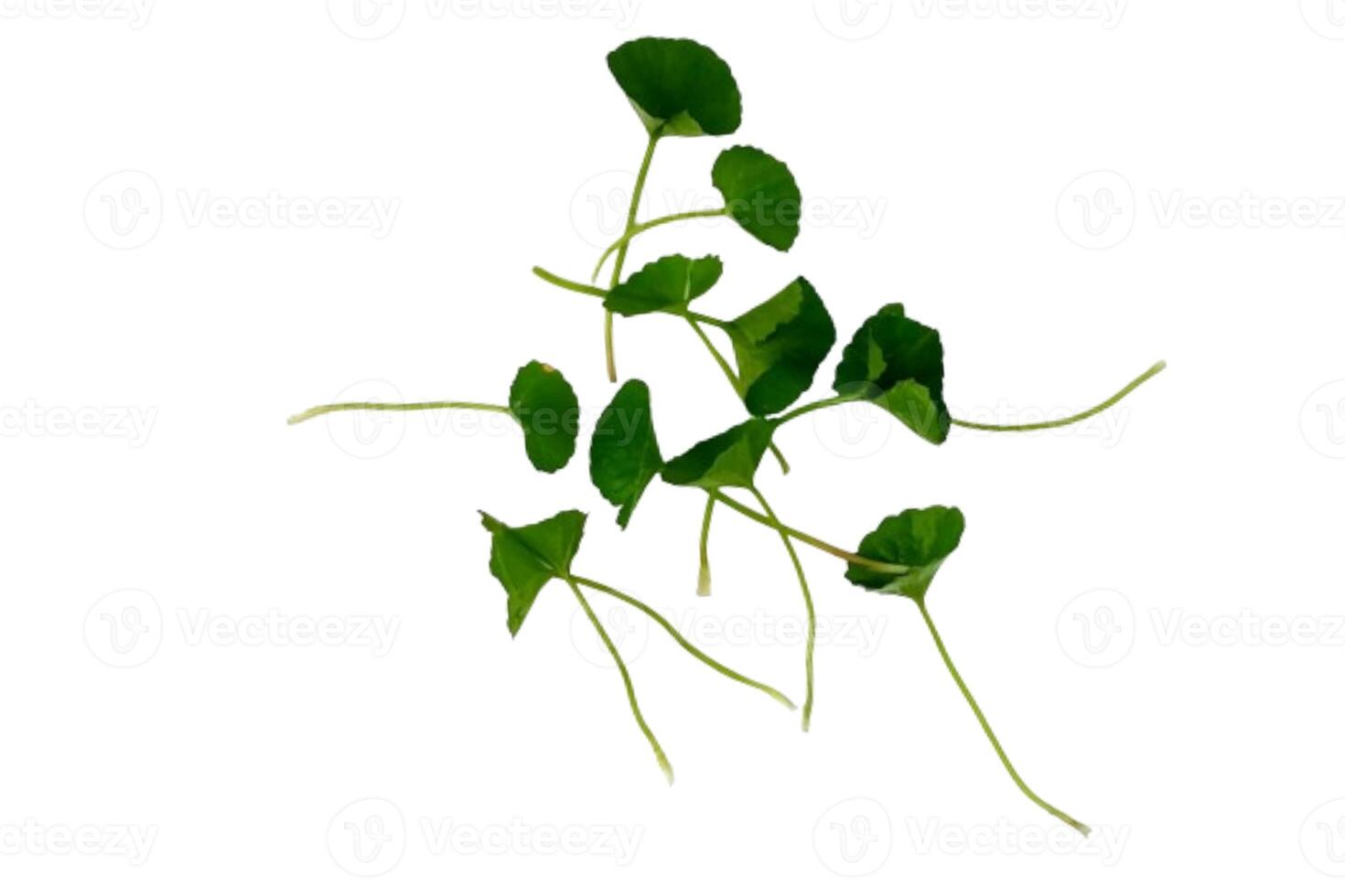 har dig kola närbild, asiatic pennywort, indisk pennywort, tackuni löv isolerat på vit bakgrund foto