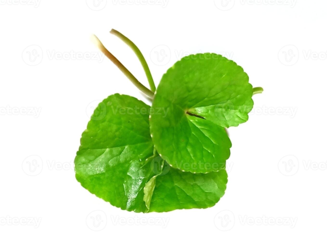 har dig kola närbild, asiatic pennywort, indisk pennywort, tackuni löv isolerat på vit bakgrund foto