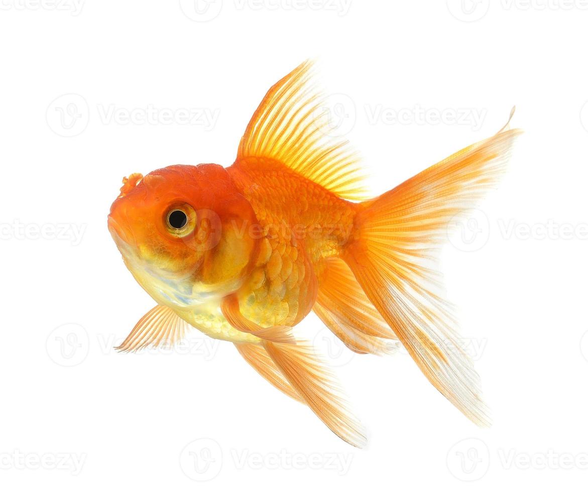 guld fisk isolerad på vit bakgrund foto