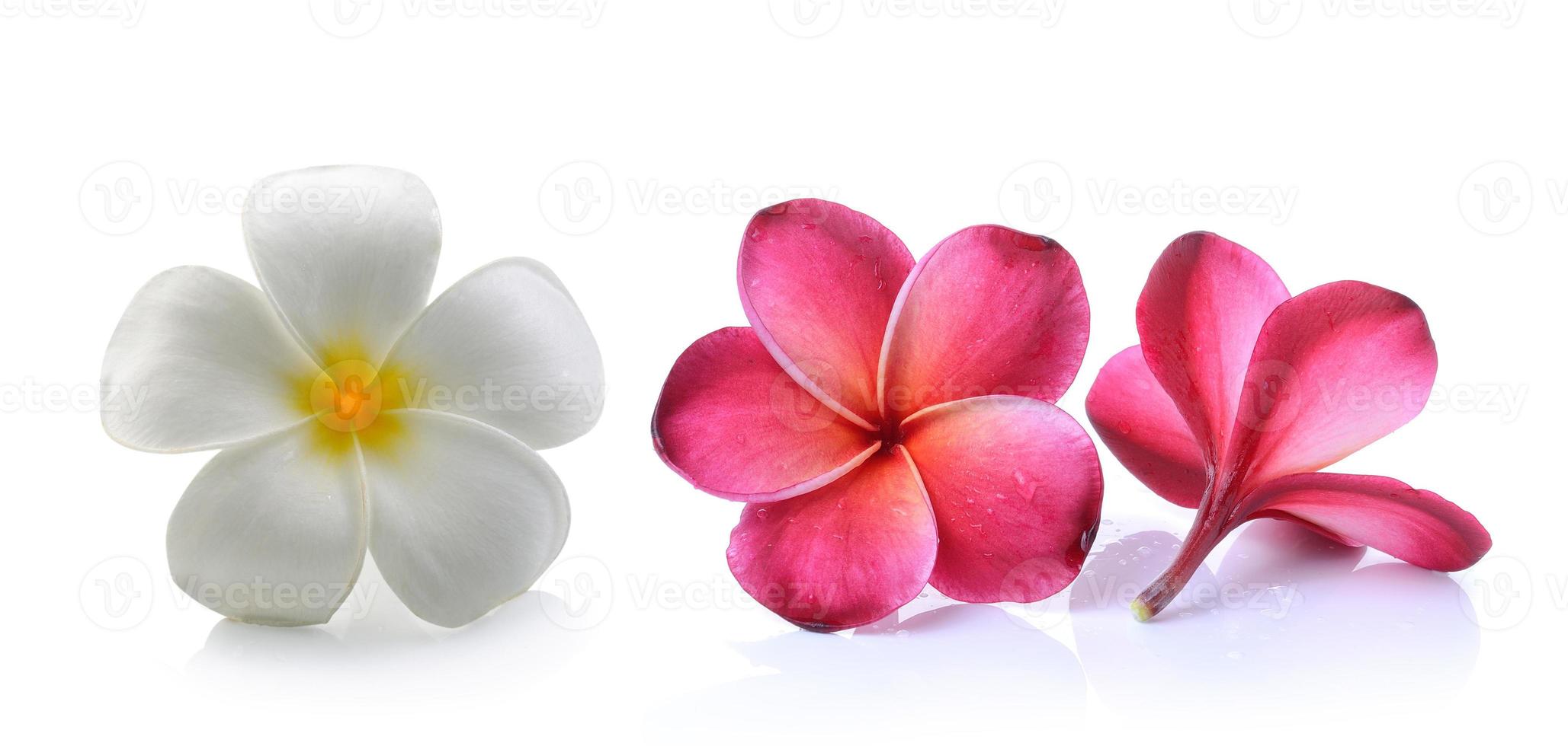frangipani blomma isolerade vit bakgrund foto