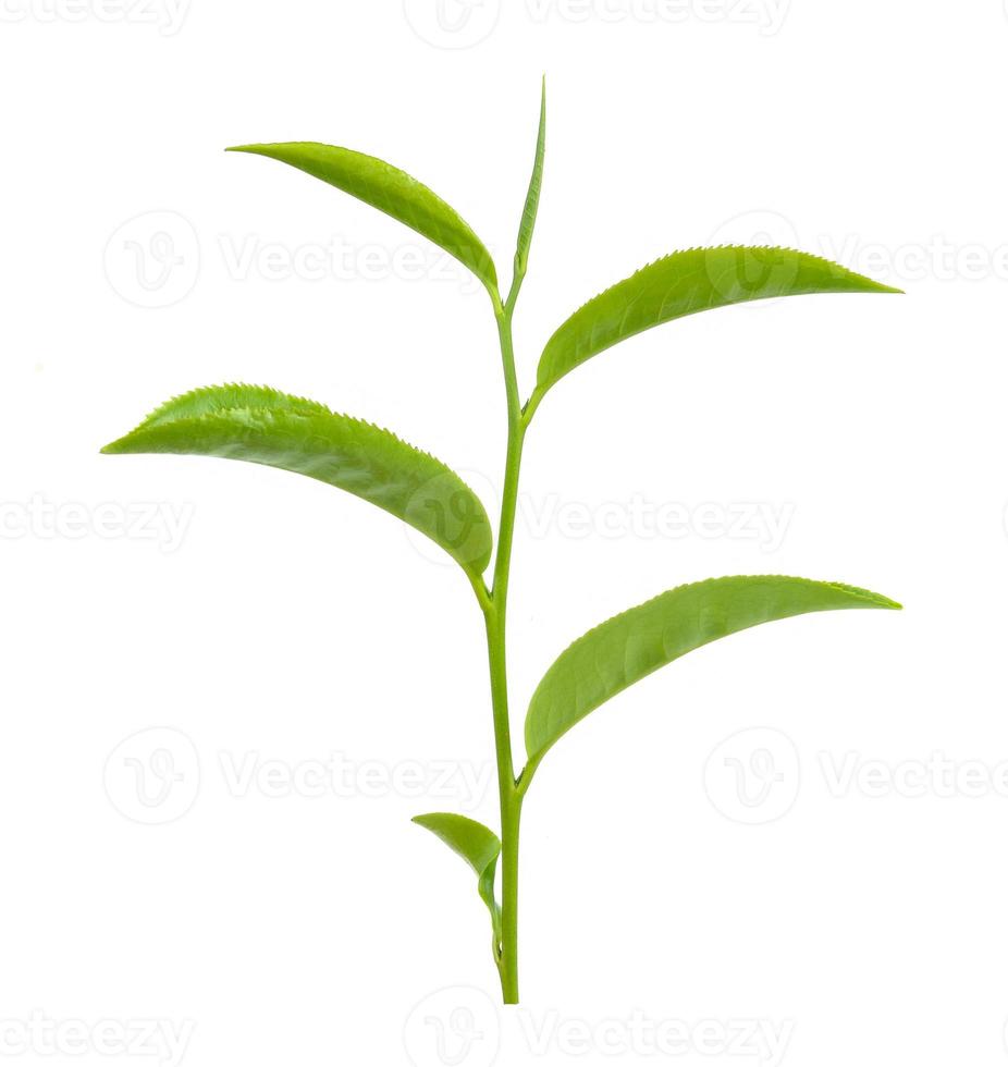 grönt teblad isolerad på vit bakgrund foto