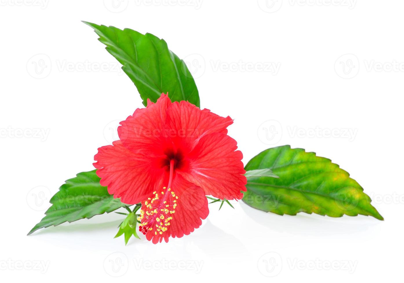 hibiskusblomma med blad isolerad på vit bakgrund foto