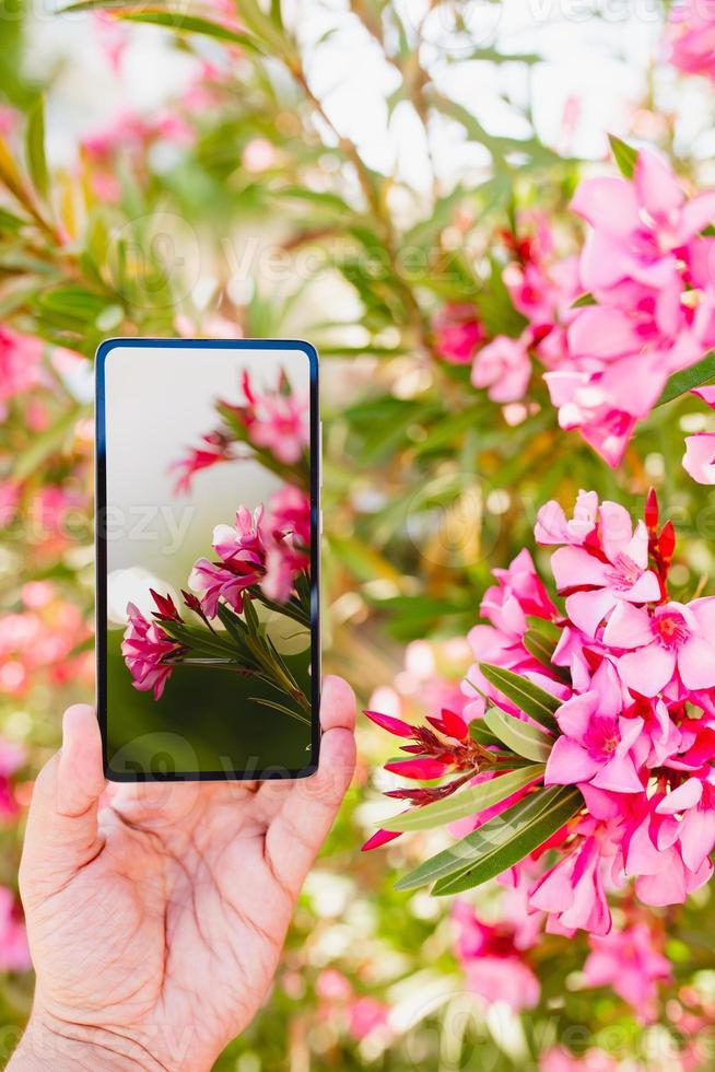 använder smartphone för att göra ett makrofoto av rosa färgade blommor foto