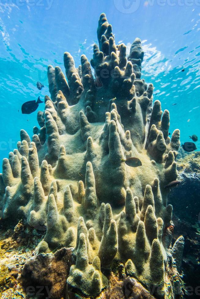 sällsynta pelarkoraller i Karibiska havet foto