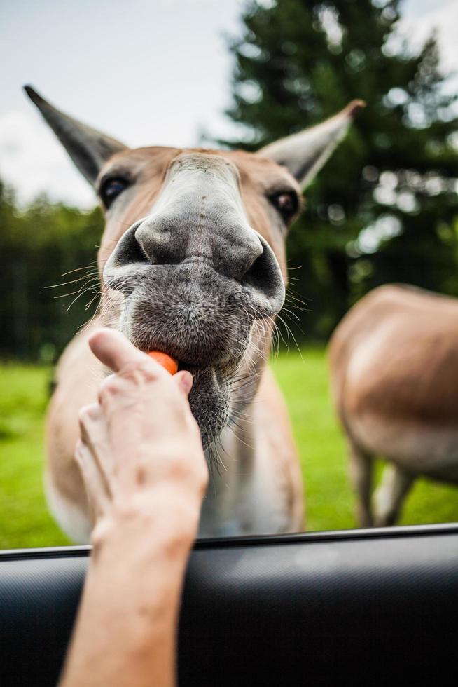 ledare - 29 juli 2014 på parc safari, quebec, kanada en vacker sommardag. foto