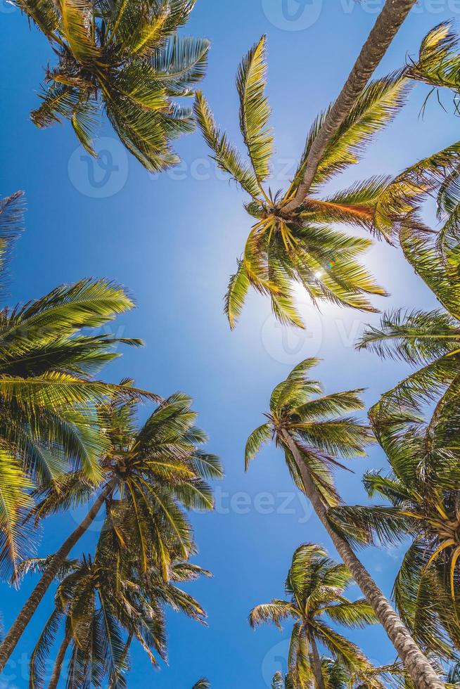 palmer och solljus foto
