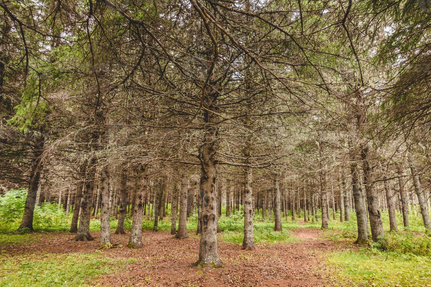 värmebölja och vattenlös period i vintergrön skog. foto