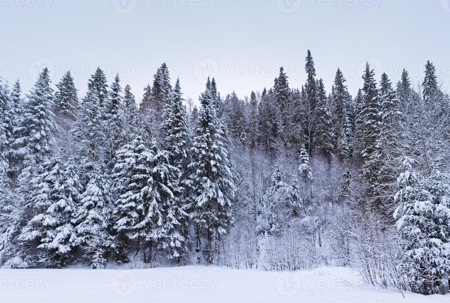 vinter skogsträd foto