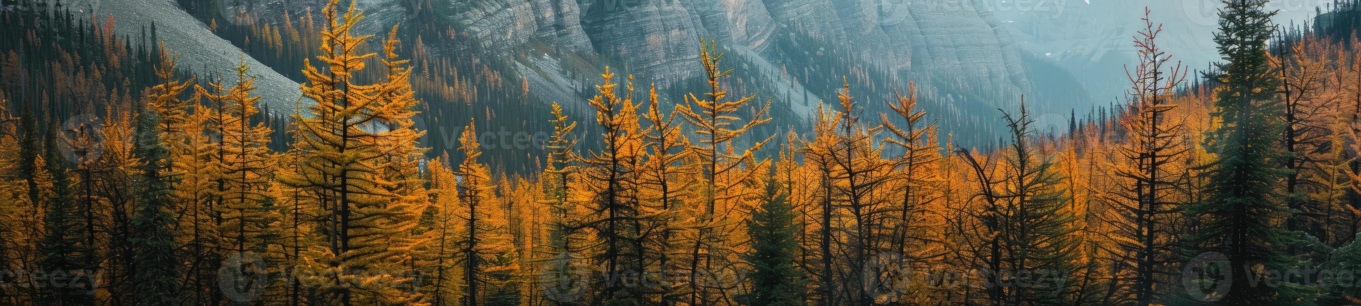 skog landskap i höst färger foto