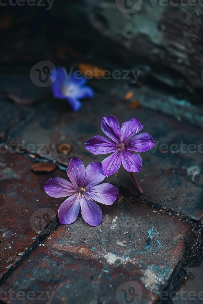 mycket liten lila golv blommor närbild foto