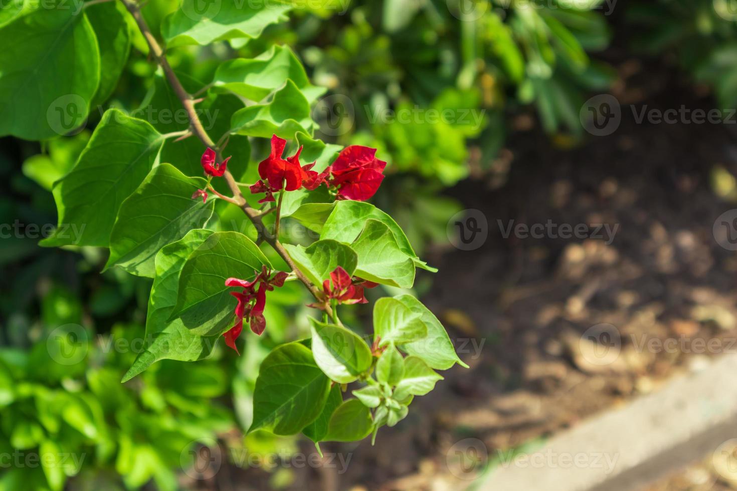 röda blommor på grenen foto