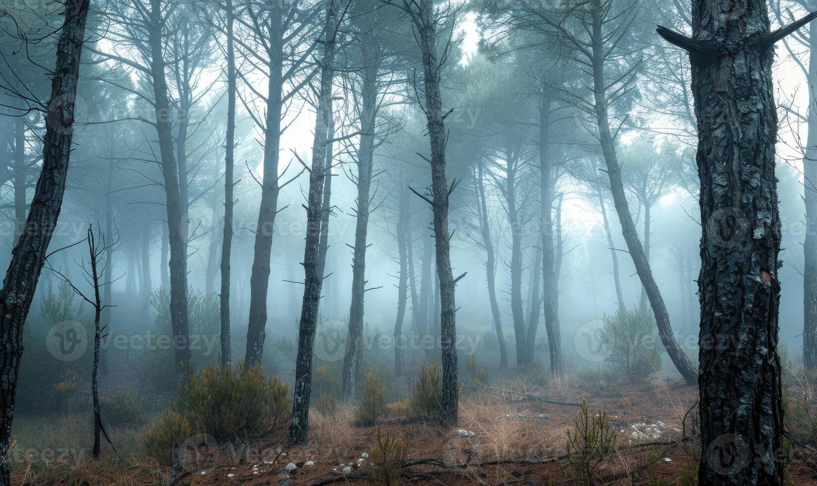 en dimmig morgon- i de tall skog, natur bakgrund foto