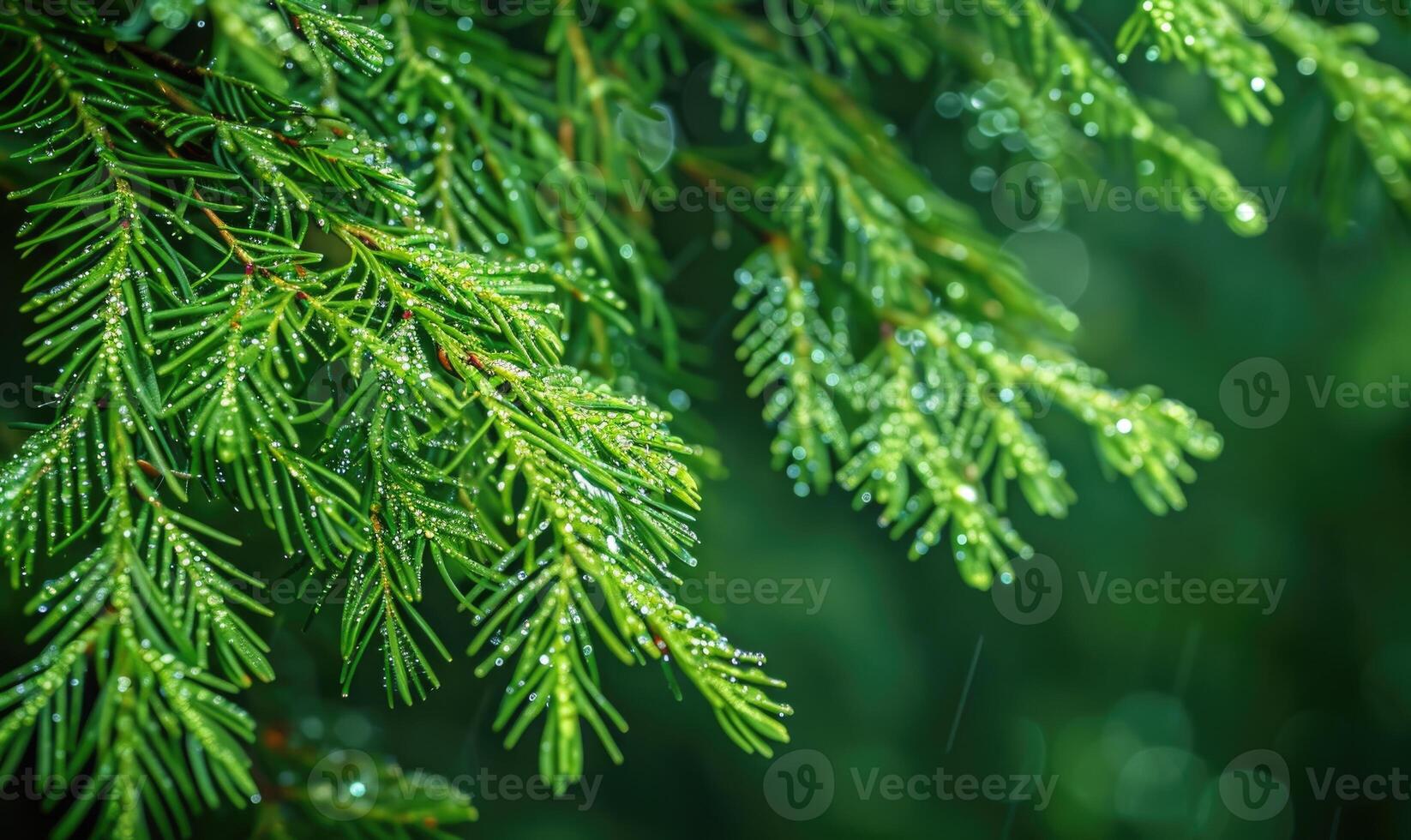 närbild av ceder grenar med vibrerande grön nålar foto