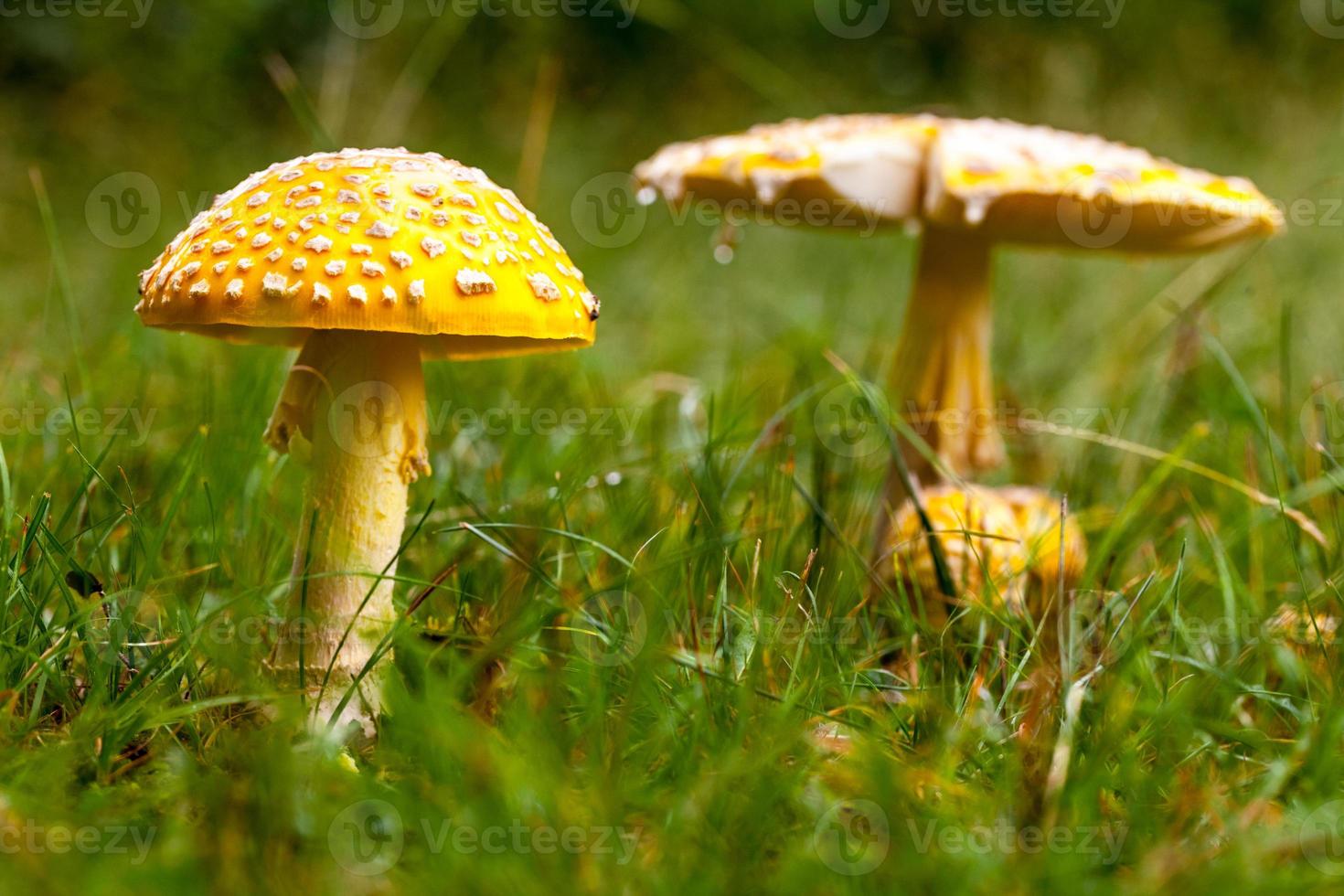 giftig gul svamp i naturen foto