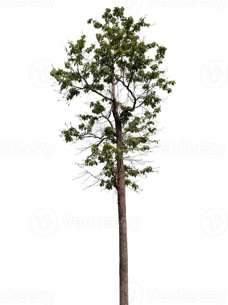 träd på en vit bakgrund foto
